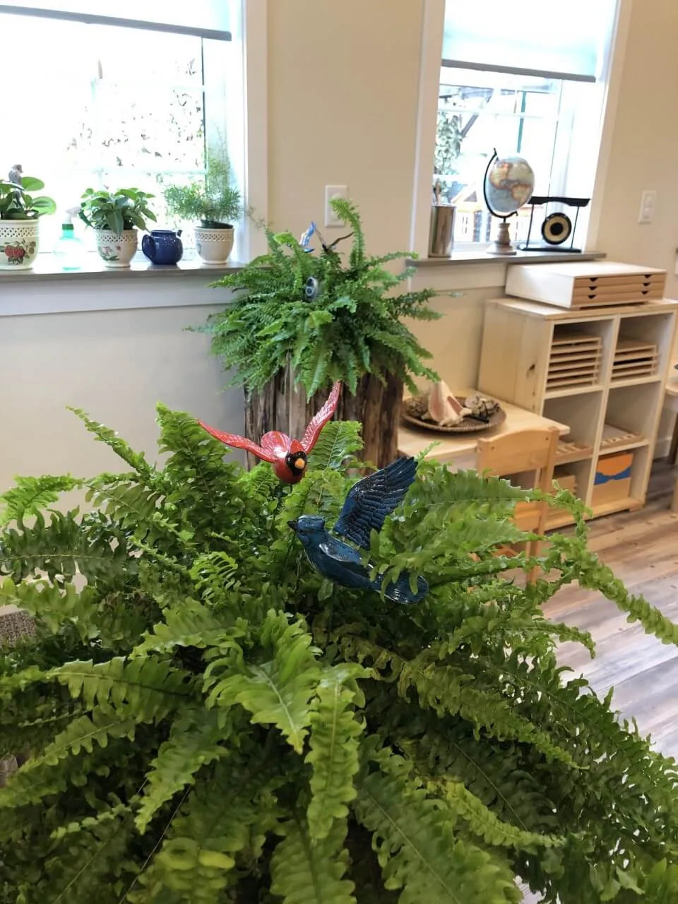 Plants the children care for inside the classroom